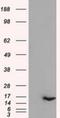 Interleukin 3 antibody, NBP1-47806, Novus Biologicals, Western Blot image 