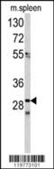 Cell Division Cycle Associated 3 antibody, 62-360, ProSci, Western Blot image 