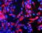 Neurofilament Heavy antibody, NB300-217, Novus Biologicals, Immunofluorescence image 