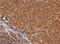 Calponin 3 antibody, NBP2-15242, Novus Biologicals, Immunohistochemistry frozen image 