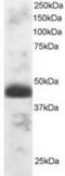 Transcription Factor EC antibody, TA302789, Origene, Western Blot image 