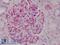NFKB Inhibitor Alpha antibody, LS-B1640, Lifespan Biosciences, Immunohistochemistry paraffin image 