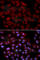 ACK1 antibody, A2526, ABclonal Technology, Immunofluorescence image 