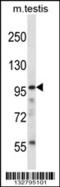 SURP And G-Patch Domain Containing 2 antibody, 57-139, ProSci, Western Blot image 