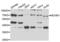 HEXIM P-TEFb Complex Subunit 1 antibody, abx004423, Abbexa, Western Blot image 