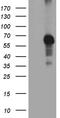 Receptor Interacting Serine/Threonine Kinase 3 antibody, LS-C789775, Lifespan Biosciences, Western Blot image 