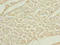 Trimethyllysine Hydroxylase, Epsilon antibody, A54914-100, Epigentek, Immunohistochemistry paraffin image 