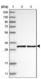 NECAP Endocytosis Associated 2 antibody, NBP1-84626, Novus Biologicals, Western Blot image 