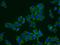 TAGLN2 antibody, 10234-2-AP, Proteintech Group, Immunofluorescence image 