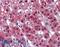 Calcium Dependent Secretion Activator 2 antibody, LS-B3803, Lifespan Biosciences, Immunohistochemistry frozen image 