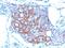 Neural Cell Adhesion Molecule 1 antibody, NBP2-44712, Novus Biologicals, Immunohistochemistry paraffin image 