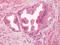 G Protein-Coupled Receptor 55 antibody, TA316838, Origene, Immunohistochemistry frozen image 