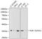 ELAV Like RNA Binding Protein 1 antibody, GTX54044, GeneTex, Western Blot image 