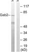 GRB2 Associated Binding Protein 2 antibody, abx012976, Abbexa, Western Blot image 