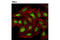 Coactivator Associated Arginine Methyltransferase 1 antibody, 12495S, Cell Signaling Technology, Immunocytochemistry image 