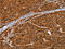 NGG1 Interacting Factor 3 Like 1 antibody, CSB-PA076874, Cusabio, Immunohistochemistry paraffin image 