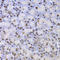 Lysine Acetyltransferase 5 antibody, LS-C331632, Lifespan Biosciences, Immunohistochemistry frozen image 