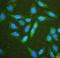 Hexokinase 1 antibody, A01504-1, Boster Biological Technology, Immunofluorescence image 