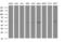 Ankyrin repeat and MYND domain-containing protein 2 antibody, MA5-26345, Invitrogen Antibodies, Western Blot image 