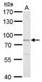 BMP/Retinoic Acid Inducible Neural Specific 1 antibody, GTX118477, GeneTex, Western Blot image 