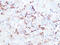 Cathepsin L antibody, GTX02849, GeneTex, Immunohistochemistry paraffin image 