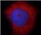 S100 Calcium Binding Protein A6 antibody, FNab07562, FineTest, Immunofluorescence image 