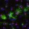 Oligodendrocyte Marker O4 antibody, MAB1326, R&D Systems, Immunofluorescence image 