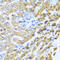 Prokineticin 2 antibody, abx006385, Abbexa, Western Blot image 
