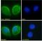 Adrenoceptor Alpha 2A antibody, LS-C54454, Lifespan Biosciences, Immunofluorescence image 