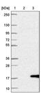 MYC Binding Protein antibody, PA5-59476, Invitrogen Antibodies, Western Blot image 