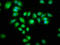 Serotonin acetylase antibody, LS-C671118, Lifespan Biosciences, Immunofluorescence image 