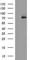 Albumin antibody, CF507291, Origene, Western Blot image 
