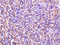 Interleukin 27 Receptor Subunit Alpha antibody, 40201, QED Bioscience, Immunohistochemistry frozen image 