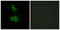 Cadherin 17 antibody, LS-C119409, Lifespan Biosciences, Immunofluorescence image 