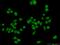 Acidic Nuclear Phosphoprotein 32 Family Member B antibody, 10843-1-AP, Proteintech Group, Immunofluorescence image 