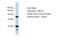 Zinc Finger Protein 235 antibody, A15031, Boster Biological Technology, Western Blot image 