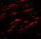 Matrilin-1 antibody, A07385, Boster Biological Technology, Immunofluorescence image 