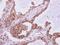 Intraflagellar Transport 80 antibody, NBP2-16927, Novus Biologicals, Immunohistochemistry frozen image 