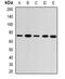 Guanine Monophosphate Synthase antibody, abx141886, Abbexa, Western Blot image 