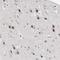 Tripartite Motif Containing 33 antibody, NBP1-83747, Novus Biologicals, Immunohistochemistry frozen image 