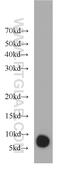 G Protein Subunit Gamma Transducin 1 antibody, 11884-1-AP, Proteintech Group, Western Blot image 