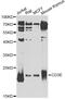 CD3 antibody, MBS126943, MyBioSource, Western Blot image 