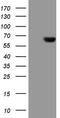 Carboxypeptidase M antibody, TA807316S, Origene, Western Blot image 