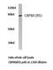 Nuclear Cap Binding Protein Subunit 1 antibody, LS-C176801, Lifespan Biosciences, Western Blot image 