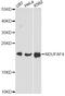 NADH:Ubiquinone Oxidoreductase Complex Assembly Factor 4 antibody, A11650, Boster Biological Technology, Western Blot image 
