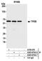 Transcription Factor EB antibody, A303-673A, Bethyl Labs, Immunoprecipitation image 