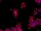 UL16 Binding Protein 3 antibody, NBP2-31866, Novus Biologicals, Immunocytochemistry image 