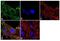 Vinculin antibody, MA5-11690, Invitrogen Antibodies, Immunofluorescence image 