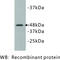 Kinase D Interacting Substrate 220 antibody, MBS355143, MyBioSource, Western Blot image 