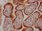 Growth Differentiation Factor 15 antibody, CSB-RA285852A0HU, Cusabio, Immunohistochemistry frozen image 